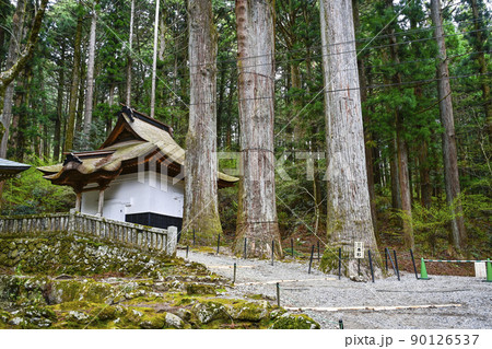 宝積山　光前寺　霊木三本杉 90126537