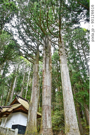 宝積山 光前寺 霊木三本杉 宝積山 光前寺 霊木三本杉 90126616