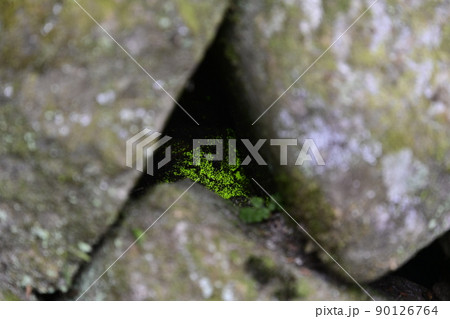 宝積山 光前寺のヒカリゴケ 宝積山 光前寺のヒカリゴケ 90126764