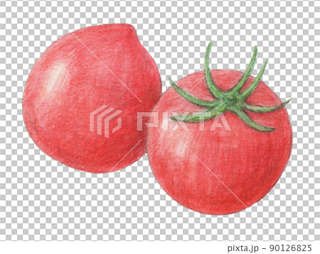 Tomato summer vegetables watercolor pencil illustration 90126825