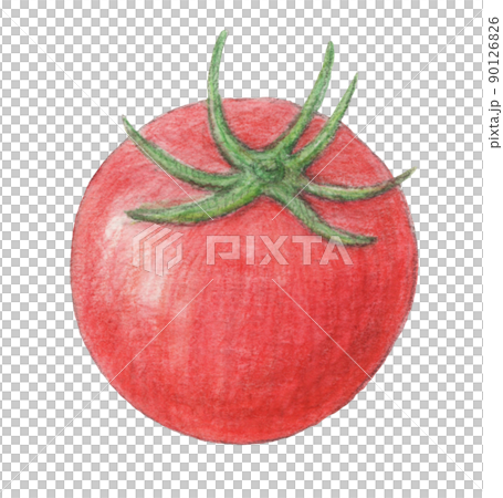 Tomato summer vegetables watercolor pencil illustration Tomato summer vegetables watercolor pencil illustration 90126826