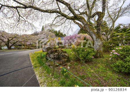 宝積山　光前寺　大講堂前庭の花々 90126834