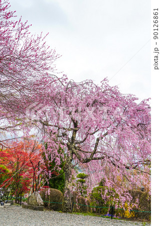 宝積山 光前寺 大講堂前の桜 宝積山 光前寺 大講堂前の桜 90126861