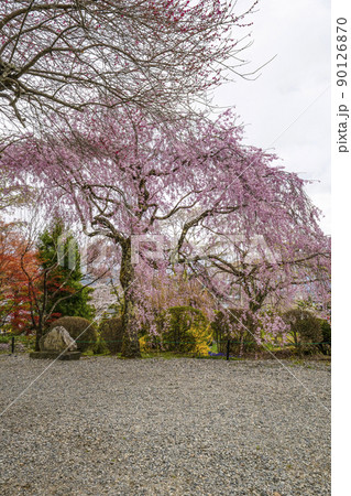 宝積山　光前寺　大講堂前の枝垂れ桜 90126870