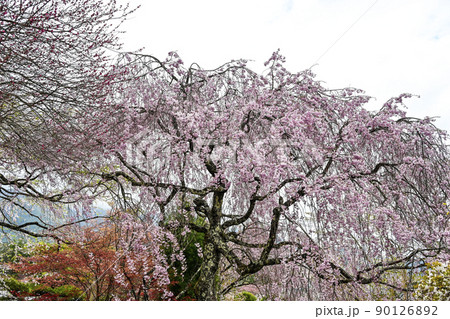 宝積山　光前寺　大講堂前の桜 90126892