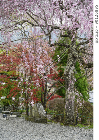 宝積山 光前寺 大講堂前の桜 宝積山 光前寺 大講堂前の桜 90126895