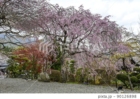 宝積山　光前寺　大講堂前の桜 90126898