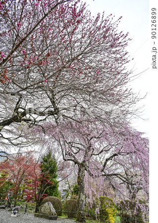 宝積山　光前寺　大講堂前の桜 90126899