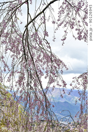 宝積山　光前寺　大講堂前の桜越しの風景 90126945