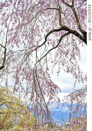 宝積山 光前寺 大講堂前の桜越しの風景 宝積山 光前寺 大講堂前の桜越しの風景 90126948