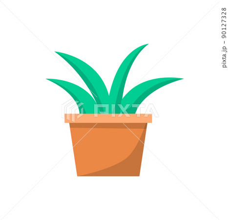 Green Indoor Plant in Clay Pot for Office Decor Green Indoor Plant in Clay Pot for Office Decor 90127328