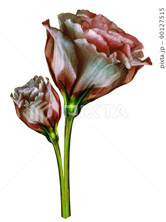 Red rose flower on white isolated background with clipping path. Closeup. For design. Red rose flower on white isolated background with clipping path. Closeup. For design. 90127515