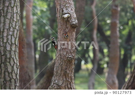 動物 森林 野鳥 90127973