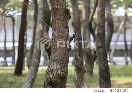 木 グリーン 緑 90128166