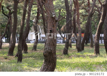 木 グリーン 緑 90128172