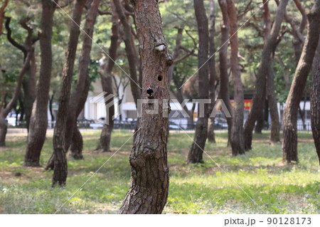 木 グリーン 緑 90128173