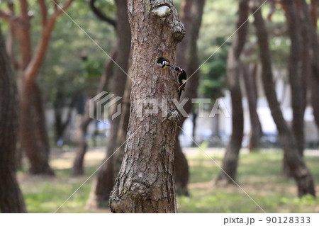 動物 鳥 野生 90128333