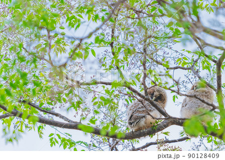 野生、フクロウのもふもふ可愛い赤ちゃん2匹の兄弟の巣立ち 90128409