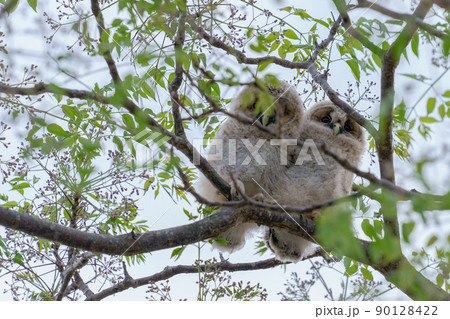野生、フクロウのもふもふ可愛い赤ちゃん2匹の兄弟の巣立ち 野生、フクロウのもふもふ可愛い赤ちゃん2匹の兄弟の巣立ち 90128422
