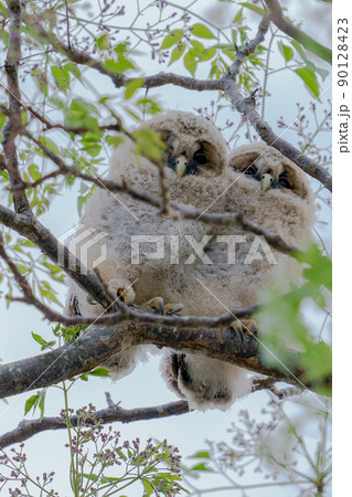 野生、フクロウのもふもふ可愛い赤ちゃん2匹の兄弟の巣立ち 野生、フクロウのもふもふ可愛い赤ちゃん2匹の兄弟の巣立ち 90128423