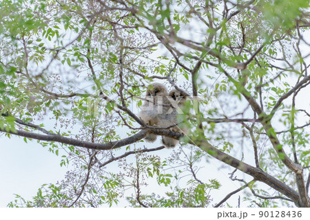 野生、フクロウのもふもふ可愛い赤ちゃん2匹の兄弟の巣立ち 野生、フクロウのもふもふ可愛い赤ちゃん2匹の兄弟の巣立ち 90128436