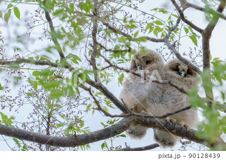 野生、フクロウのもふもふ可愛い赤ちゃん2匹の兄弟の巣立ち 野生、フクロウのもふもふ可愛い赤ちゃん2匹の兄弟の巣立ち 90128439