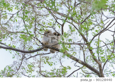 野生、フクロウのもふもふ可愛い赤ちゃん2匹の兄弟の巣立ち 野生、フクロウのもふもふ可愛い赤ちゃん2匹の兄弟の巣立ち 90128440