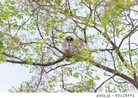 野生、フクロウのもふもふ可愛い赤ちゃん2匹の兄弟の巣立ち 90128441