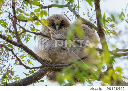 野生、フクロウのもふもふ可愛い赤ちゃん2匹の兄弟の巣立ち 野生、フクロウのもふもふ可愛い赤ちゃん2匹の兄弟の巣立ち 90128442