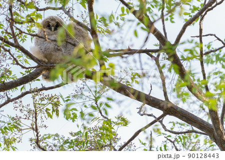 野生、フクロウのもふもふ可愛い赤ちゃん2匹の兄弟の巣立ち 野生、フクロウのもふもふ可愛い赤ちゃん2匹の兄弟の巣立ち 90128443