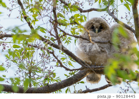 野生、フクロウのもふもふ可愛い赤ちゃん2匹の兄弟の巣立ち 90128445