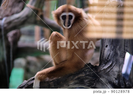 The white-armed gibbon in the zoo. 90128978