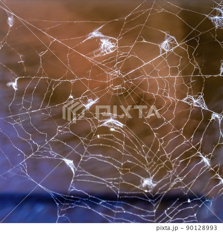 Spider on a web in anticipation of prey 90128993