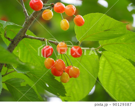 小さくて赤い実がたくさんついた落葉低木のサクランボ 小さくて赤い実がたくさんついた落葉低木のサクランボ 90129387