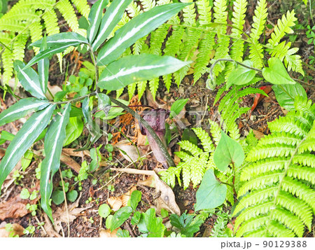 山野で紫褐色の仏炎苞の怪しげな植物ウラシマソウ 山野で紫褐色の仏炎苞の怪しげな植物ウラシマソウ 90129388