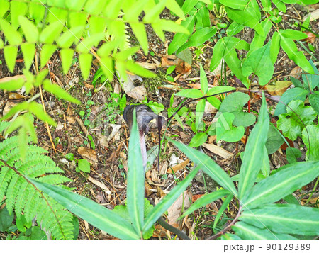 山野の木陰で紫褐色の仏炎苞の怪しげな植物ウラシマソウ 山野の木陰で紫褐色の仏炎苞の怪しげな植物ウラシマソウ 90129389