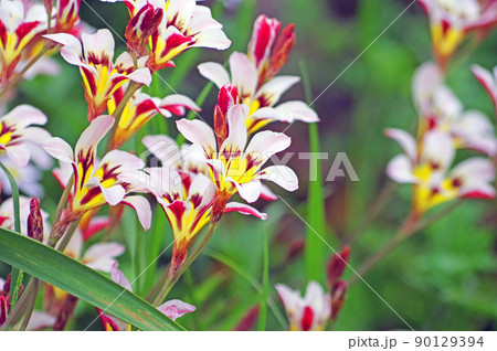 多年草の球根植物鮮やかで美しい花スパラキシス 90129394