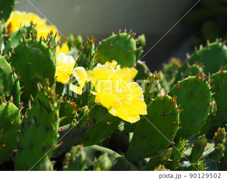 黄色の花が咲いた春のウチワサボテン 90129502