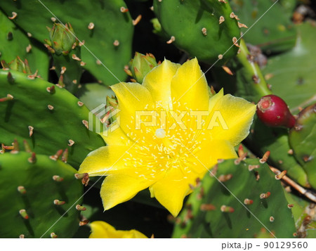黄色の花が咲いた春のウチワサボテン 90129560