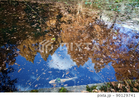 秋の須磨離宮公園(神戸) 秋の須磨離宮公園(神戸) 90129741