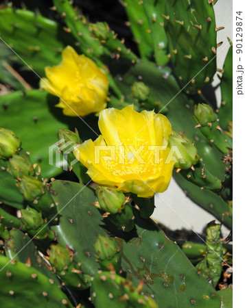 黄色の花が咲いた春のウチワサボテン 黄色の花が咲いた春のウチワサボテン 90129874