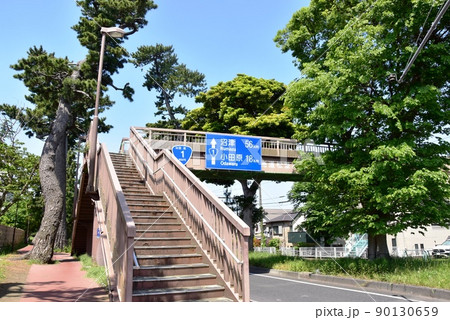大磯町　東海道（国道1号線）松並木と新緑と歩道橋 90130659