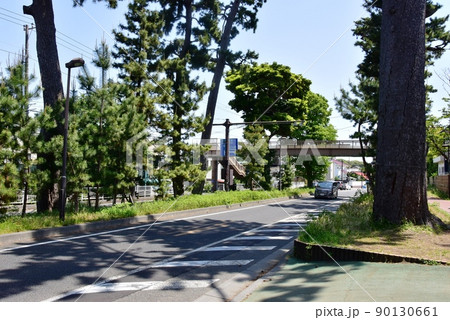 大磯町 東海道(国道1号線)松並木と新緑と歩道橋 大磯町 東海道(国道1号線)松並木と新緑と歩道橋 90130661
