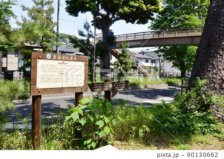 大磯町 東海道(国道1号線)松並木と新緑と関東ふれあいの道道しるべ 大磯町 東海道(国道1号線)松並木と新緑と関東ふれあいの道道しるべ 90130662