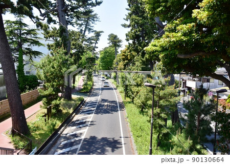 大磯町　東海道松並木と国道1号線と新緑 90130664