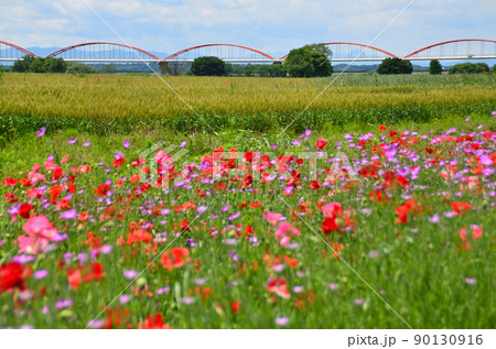 埼玉県鴻巣市 日本一の荒川水管橋と美しいポピー 埼玉県鴻巣市 日本一の荒川水管橋と美しいポピー 90130916