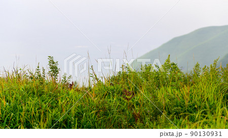 ススキ・アキノキリンソウ「早朝の高原植物風景」(秋)阿蘇山 90130931