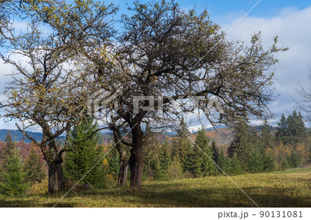 Cloudy and foggy morning late autumn mountains scene with old apple tree in front. Peaceful picturesque traveling, seasonal, nature and countryside beauty concept scene. Carpathian Mountains, Ukraine. 90131081