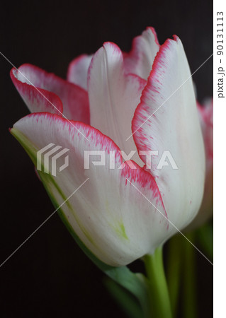 Spring white tulips with red stripes. Spring white tulips with red stripes. 90131113
