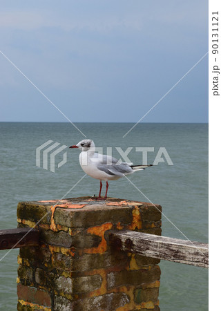 One seagull sits on a old sea pier. 90131121